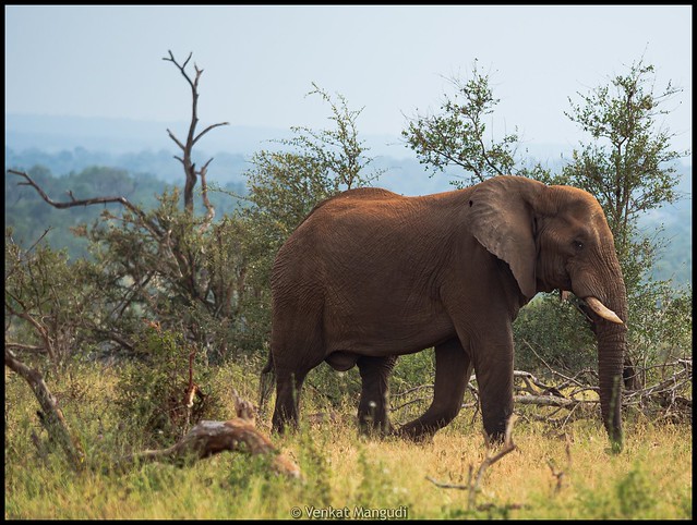 African bush elephant (Loxodonta africana)