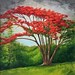 Caribbean red tree