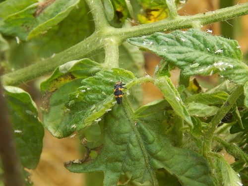 ladybug larvae eating aphids
