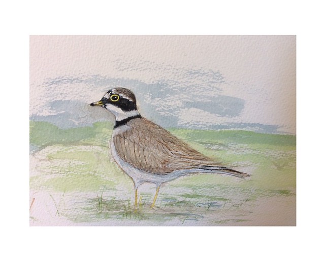 Watercolour of Ringed Plover. By jmsw.
