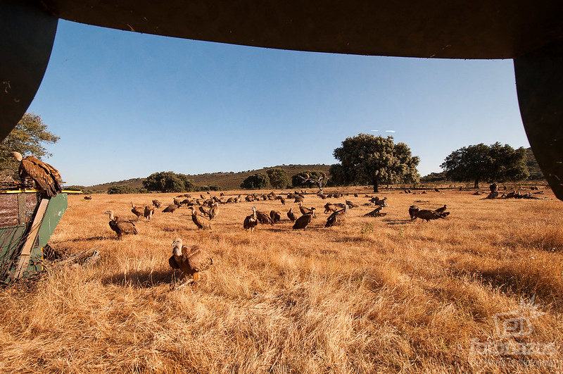 Observación de buitres desde un hide o refugio fotográfico en Extremadura