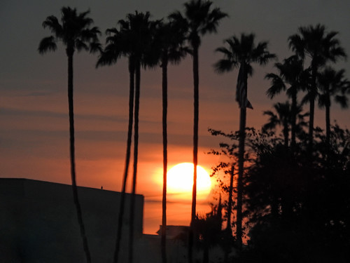 sunrise sun sky orange trees palmtrees silhouettes