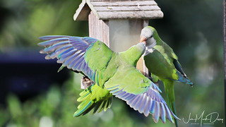 Wild Quaker Parrots | by Jon-Mark Davey