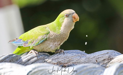 Wild Quaker Parrot | by Jon-Mark Davey