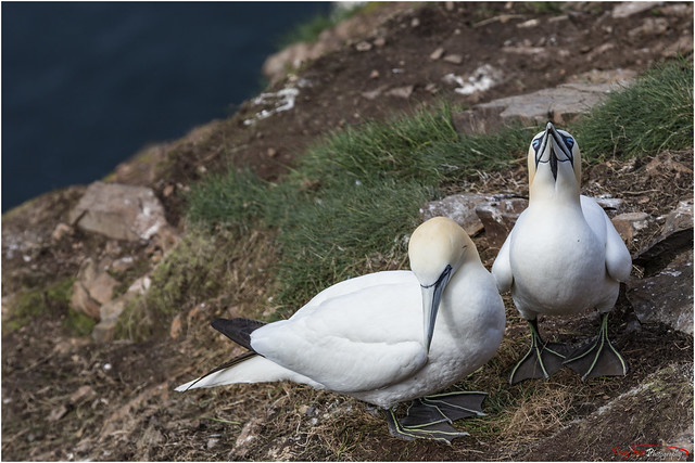 Bashful & Smug_L7Q1876 (Gannets)