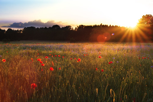sunset poppies gegenlicht flower landscape opensourcesoftware gimp rawtherapee ruhrgebiet field