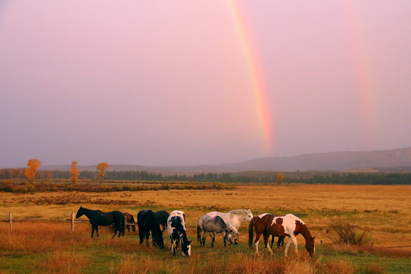 IMG_2586 Horses and Rainbow