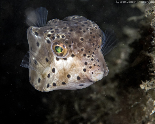 Horn-nosed Boxfish, Explored, Ostracion rhinorhynchos, Lembeh, Indonesia