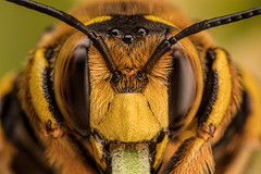 European Wool Carder Bee