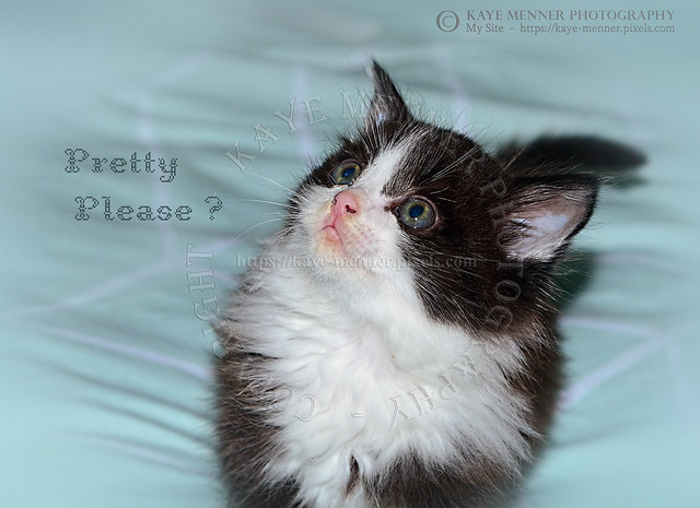 Pretty Please ? Cute Kitten by Kaye Menner
