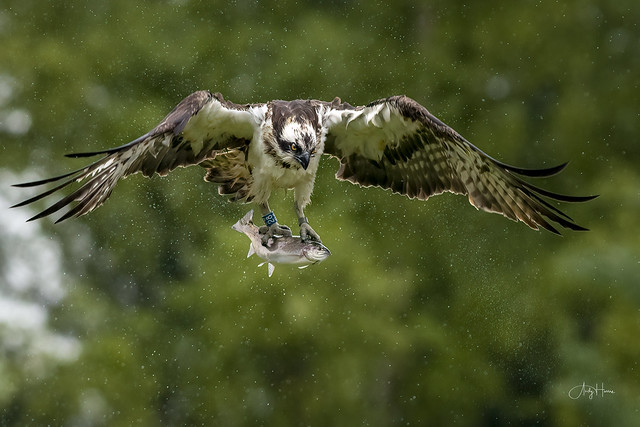 Osprey fly-by with catch