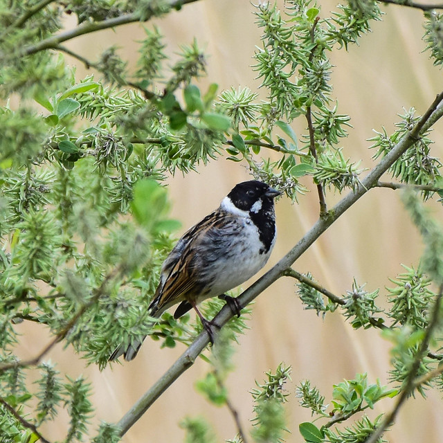 Reed Bunting F00715 Watchtree Nature Reserve D210bob DSC_7685