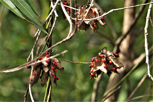 Rosary Pea Seed Pods (Abrus precatorius)