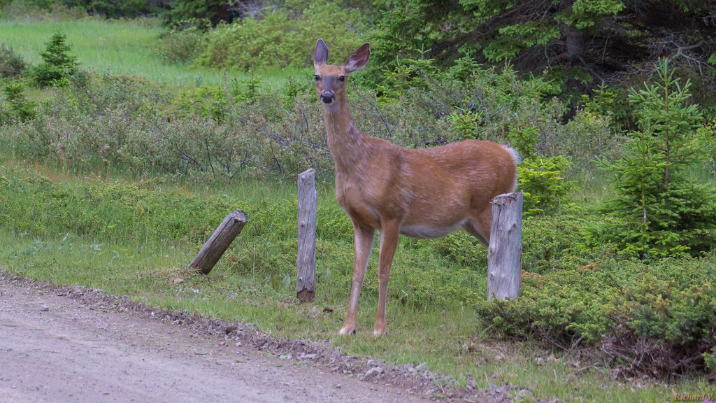 Chevreuil, deer - Parc national du Bic, QC, Canada - 3080