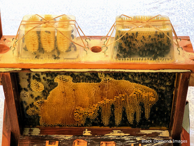 Observation Beehive