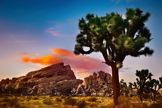 Digital Pastel Drawing of Joshua Trees in the Mojave Desert by Charles W. Bailey, Jr.