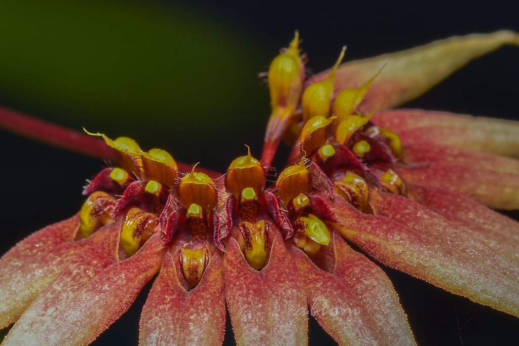 Bulbophyllum cercanthum