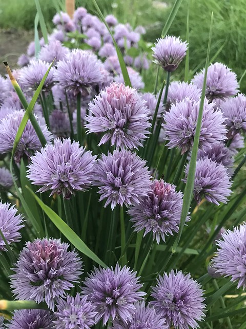 Chive blossoms