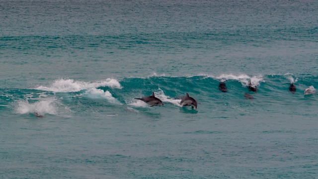 Esperance dolphins surfing at Fourth Beach