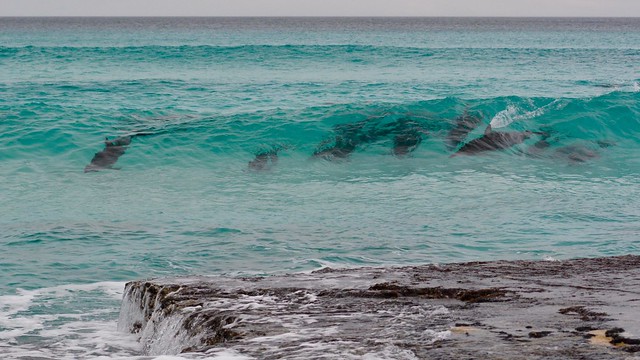 Esperance dolphins surfing at Fourth Beach
