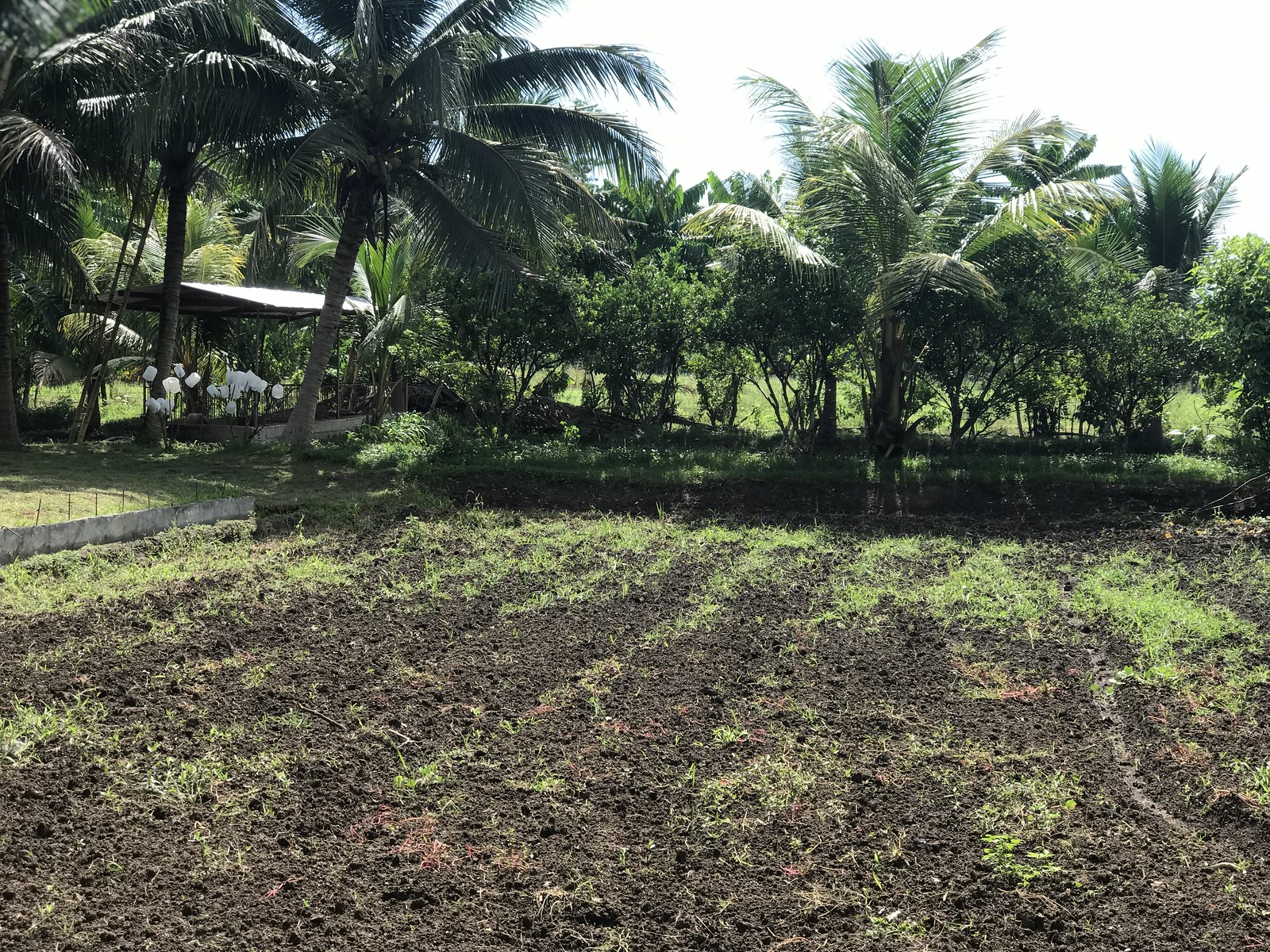 gernils-farm-organic-koronadal-south-cotabato