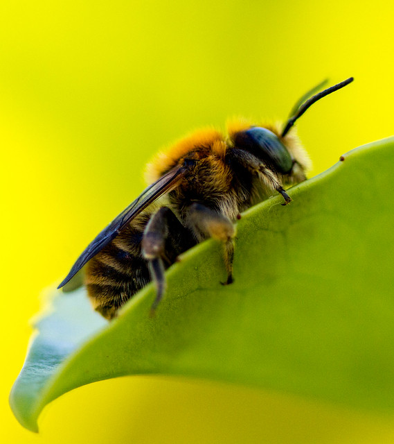 Resting Bee