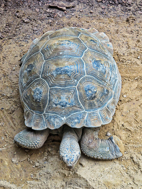 Zoo Rostock - Galápagos-Riesenschildkröten