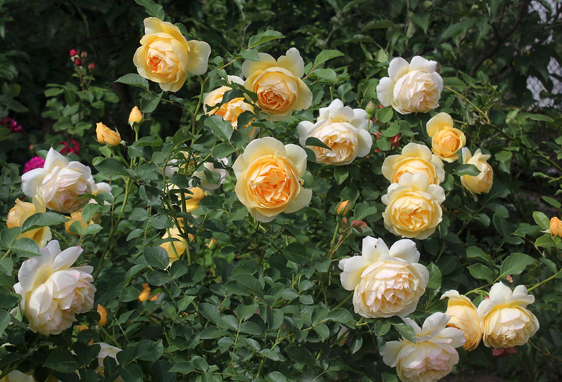 Re: Лучшие мои розы Дэвида Остина.
