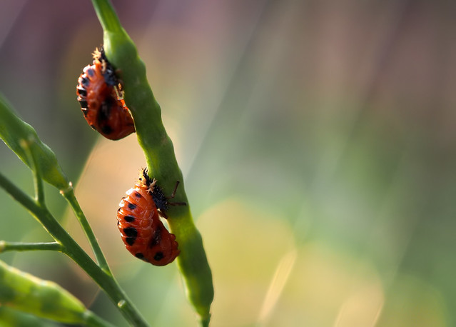 a pair of ladybugs