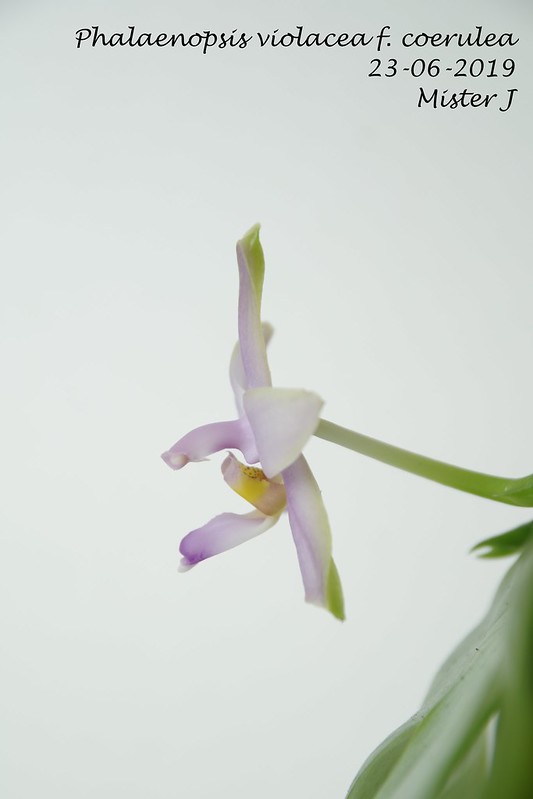 Phalaenopsis violacea f. coerulea 48113884816_8fc12aaf62_c