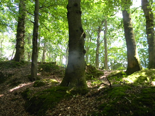 Trees in a wood Buxton Circular