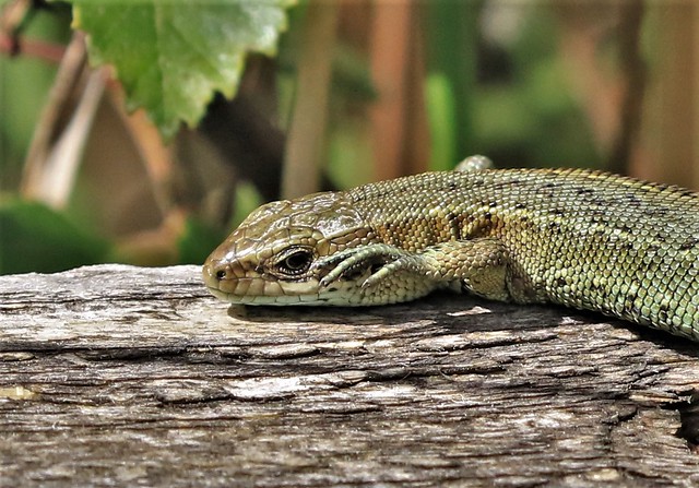 Common Lizard      (Zootoca vivipara)
