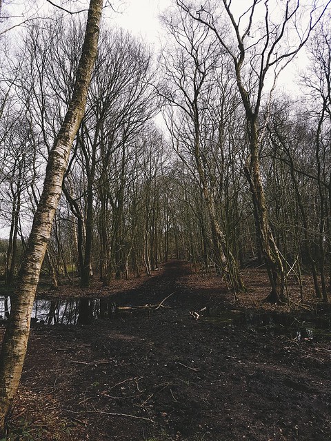 Brown Moss, Whitchurch, Shropshire #trees #treescape #moss #path #lake #shropshire