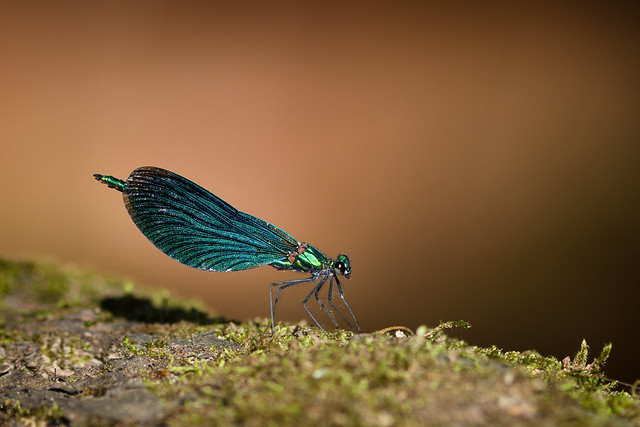 Blauflügel-Prachtlibelle (Calopteryx splendens)