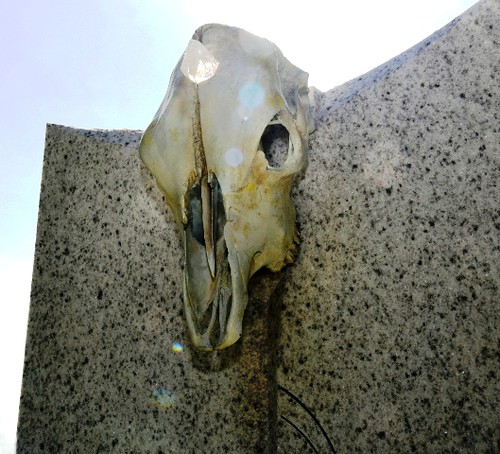 Florida Artist Creates Unique Monument to “Unmourned Animals”