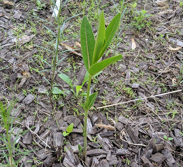 One milkweed plant with leaves standing nearly straight up.