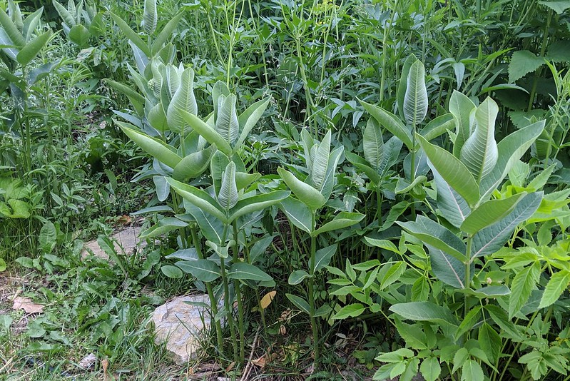 The edge of a garden, with a half dozen one-foot milkweeds in front of other types of native plants.