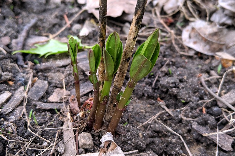 Two old stems in the background, four short new shoots in front.