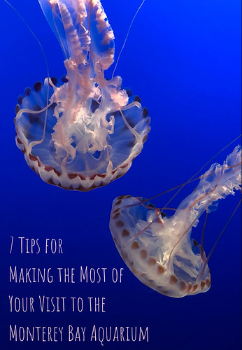 7 Tips for Making the Most of Your Visit to the Monterey Bay Aquarium