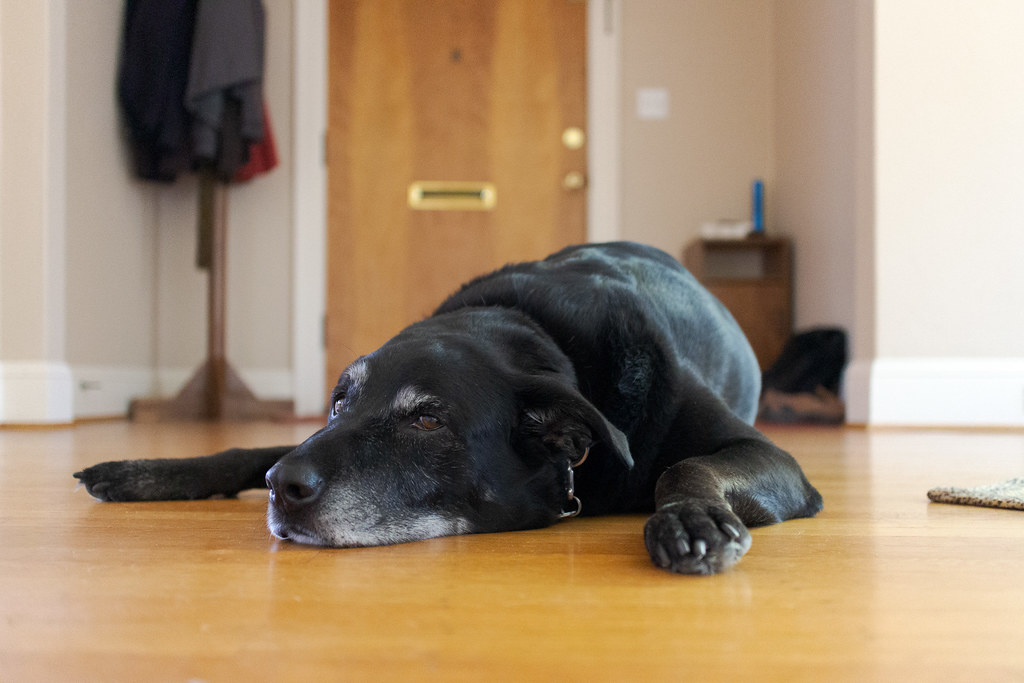 Our dog Ellie rests on her stomach on the hardwood floor on a summer evening in July 2013