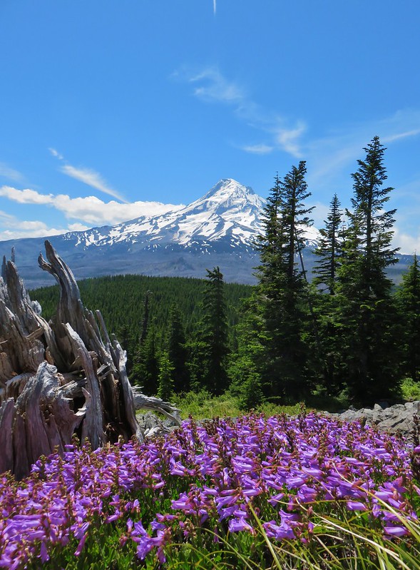 Mt. Hood from Owl Point