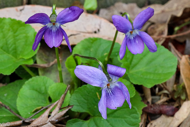 Pretty Sweet Violet flowers