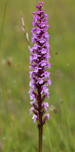 Chalk Fragrant Orchid Gymnadenia conopsea