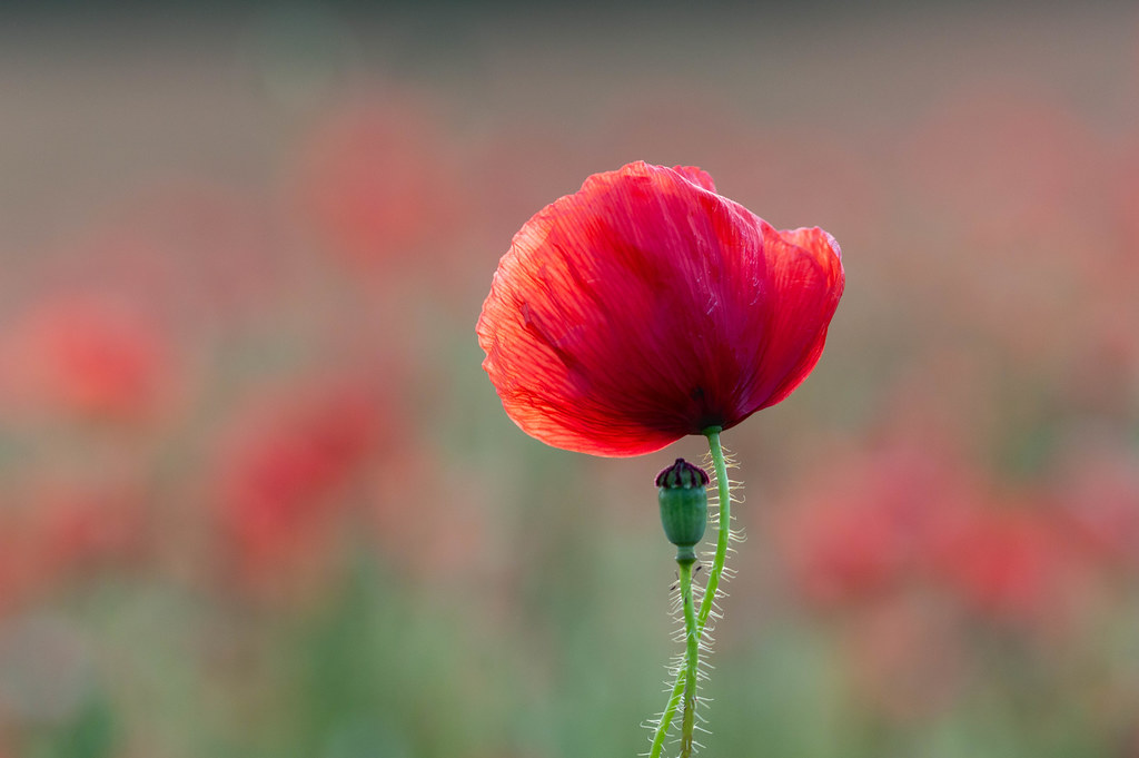 hold me tight | A close up from the poppy field on Saturday … | Emma ...