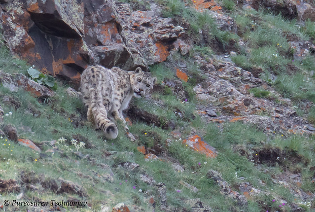 Snow Leopard | Panthera uncia