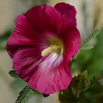 rose trémière