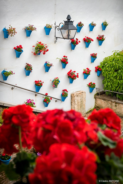 Red flowers in Cordoba