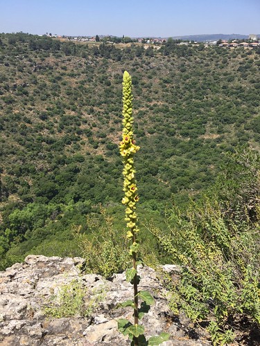 Caesarian Mullein (Verbascum caesareum) בוצין קיסריון