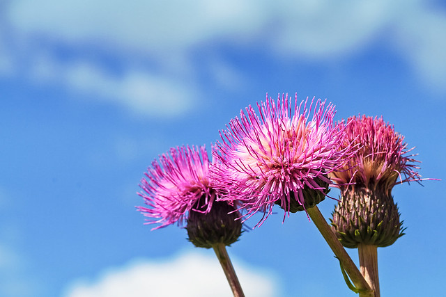 Three Melancholy Thistles Against The Summer Sky