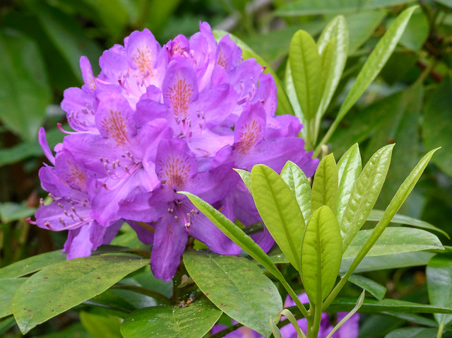 Rhododendron, Pant-du, N/Wales, UK, 2019.